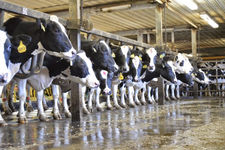 Foodie Travel #NYStateDairyTour2014