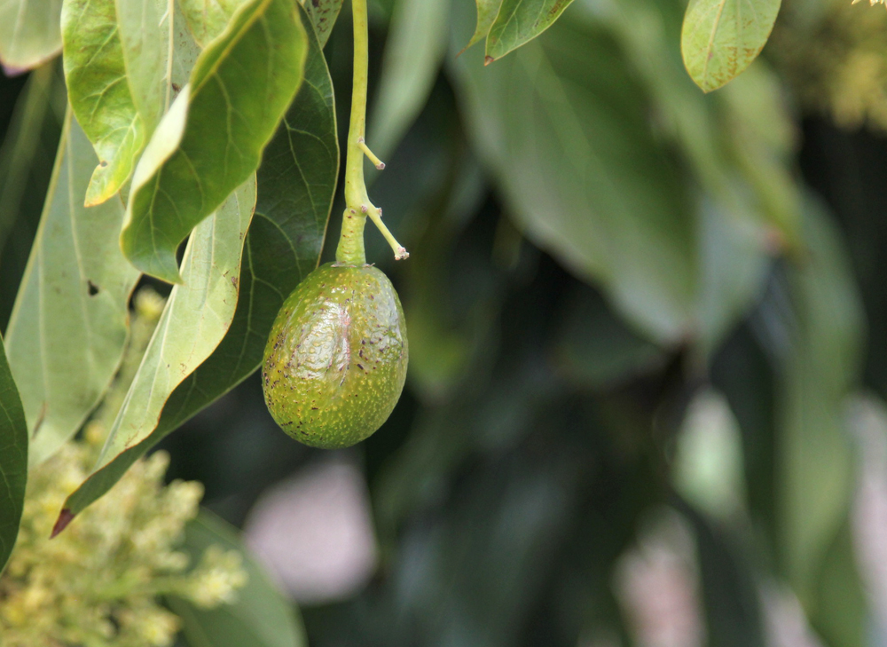 Baby California Avocado on the tree