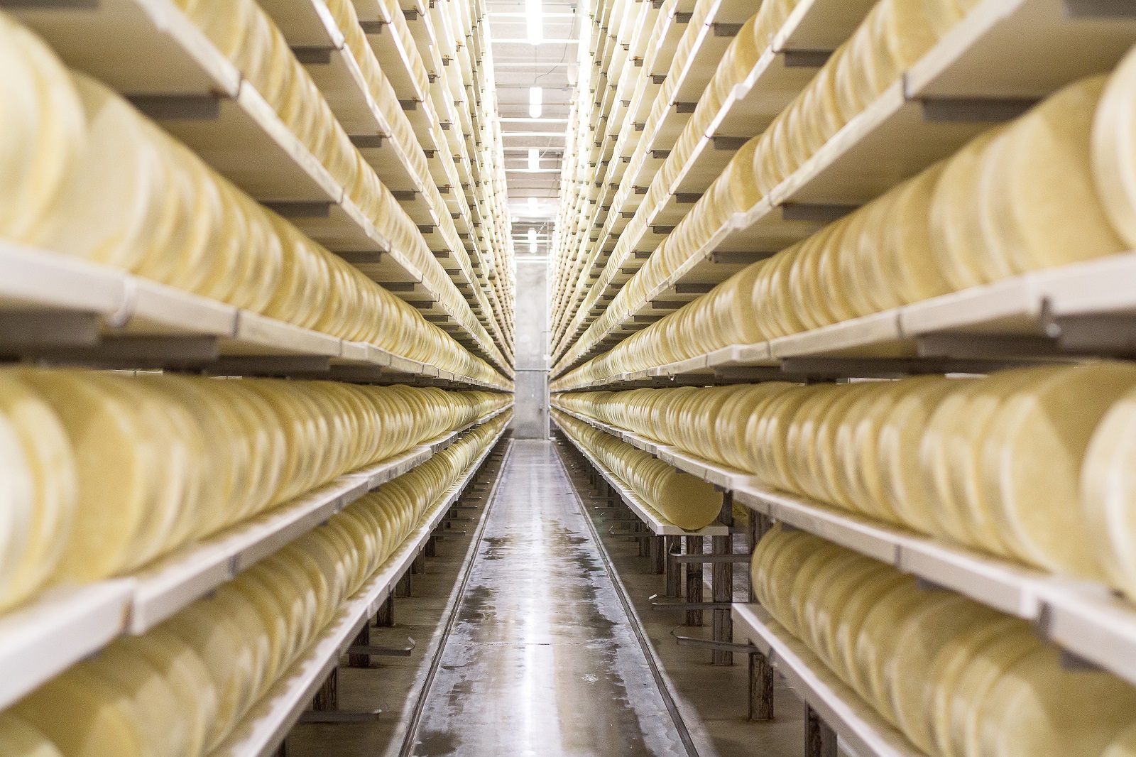 Thousands of wheels of hard Italain cheese (Parmesan, Asiago, Romano) in the Schuman Cheese Cello aging room in Wisconsin
