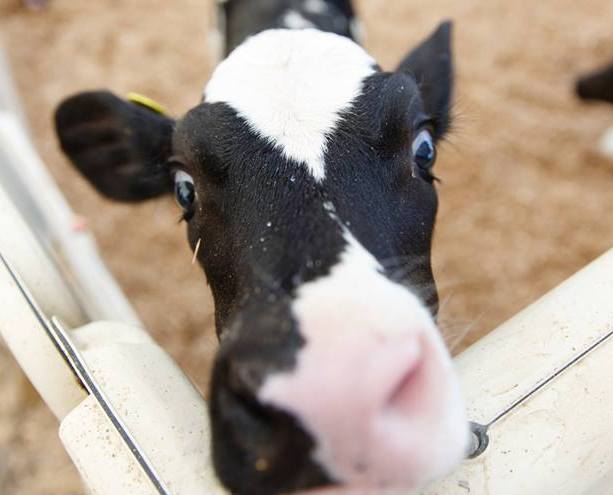 Adorable Cow up close