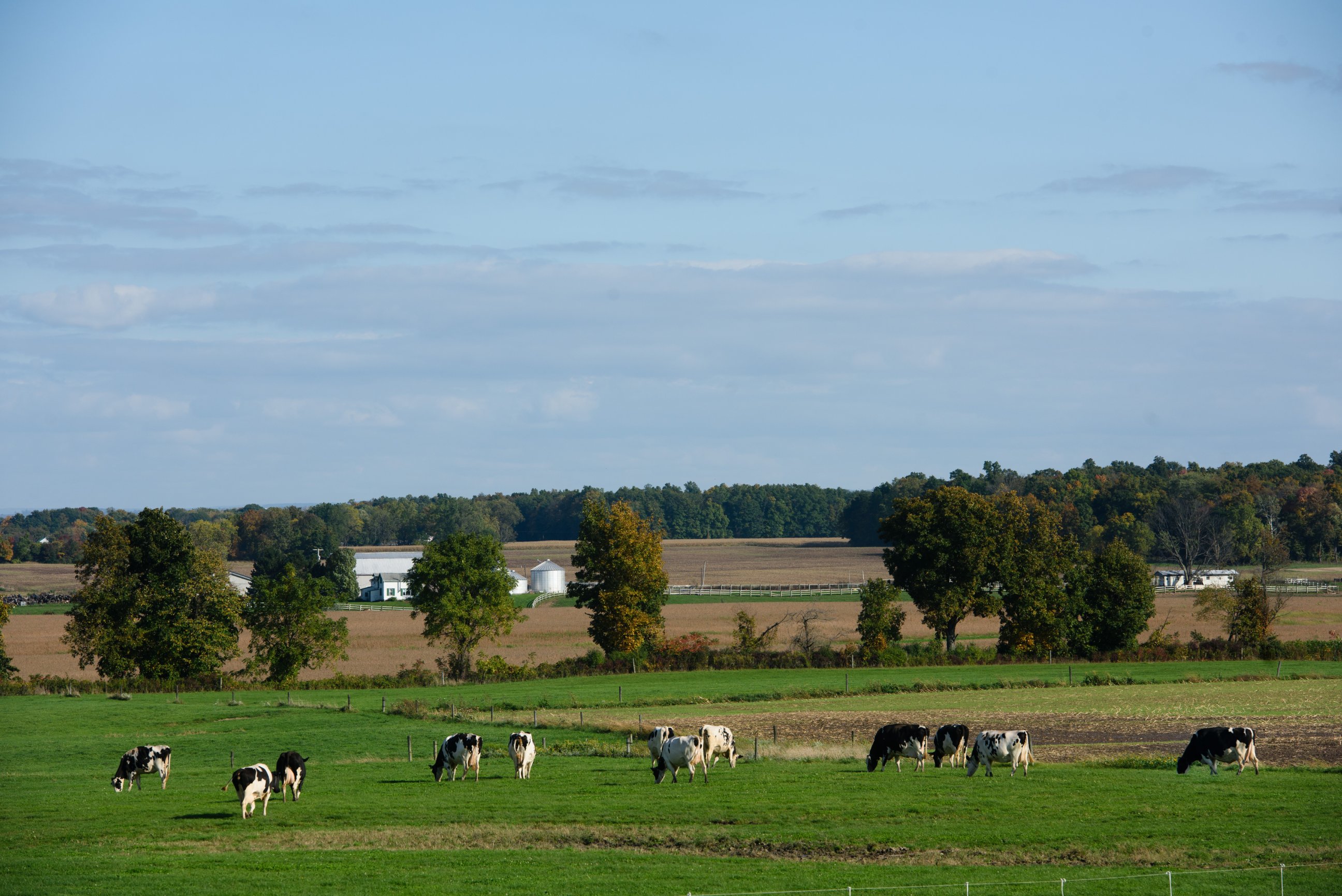 Muranda Cheese Company cows in pasture