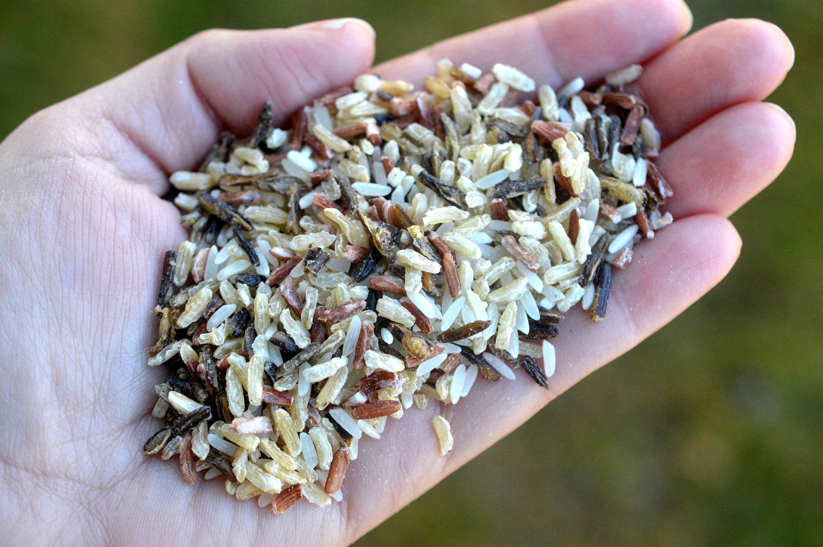 Rice Select Rice Wild Rice Blend