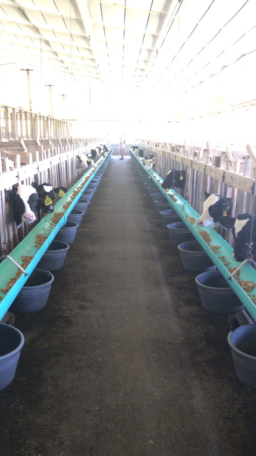 Veal Calves in airy barn