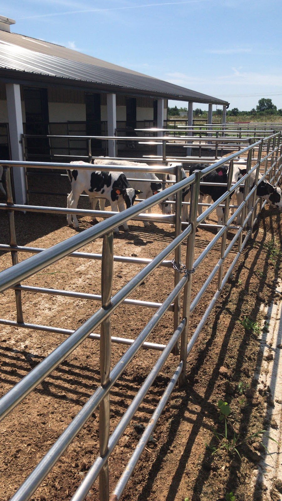 Veal calves enjoying outdoors