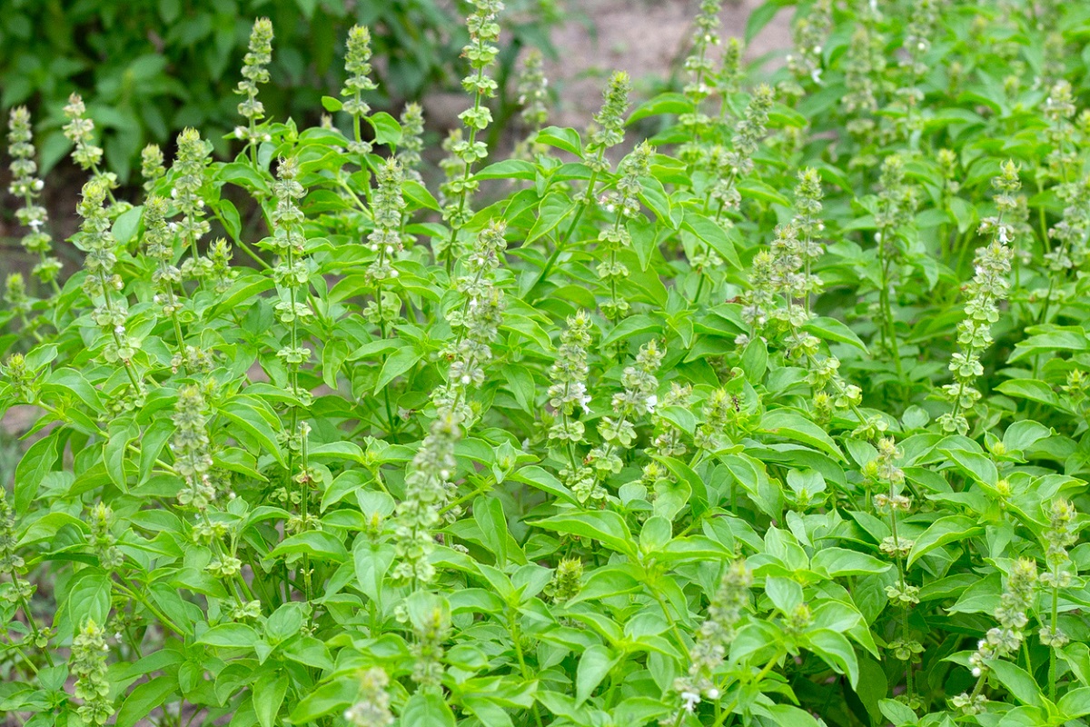 Fresh basil growing with basil flowers.